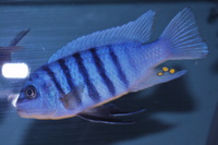 DANDY CICHLIDS UPDATED STOCK LIST 07/06/2014