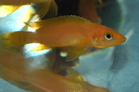 DANDY CICHLIDS UPDATED STOCK LIST 07/06/2014