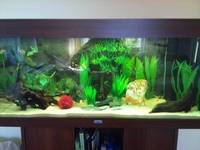 Juwel Rio Dark Wood 180L Aquarium - £200 ono