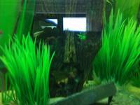 Juwel Rio Dark Wood 180L Aquarium - £200 ono