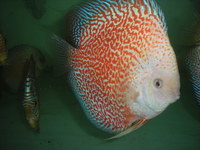 Discus For The Discerning.com now re open after another sucessful trip to Malaysia