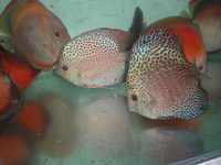Discus For The Discerning.com now re open after another sucessful trip to Malaysia