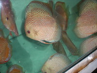 Discus For The Discerning.com now re open after another sucessful trip to Malaysia