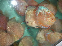 Discus For The Discerning.com now re open after another sucessful trip to Malaysia
