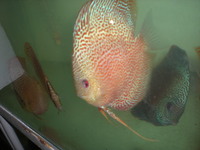 Discus For The Discerning.com now re open after another sucessful trip to Malaysia