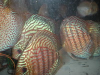 Discus For The Discerning.com now re open after another sucessful trip to Malaysia