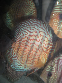 Discus For The Discerning.com now re open after another sucessful trip to Malaysia
