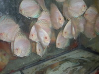 Discus For The Discerning.com now re open after another sucessful trip to Malaysia