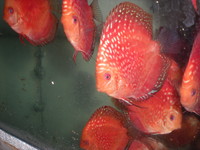 Discus For The Discerning.com now re open after another sucessful trip to Malaysia