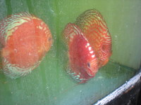 Discus For The Discerning.com now re open after another sucessful trip to Malaysia