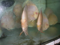 Discus For The Discerning.com now re open after another sucessful trip to Malaysia