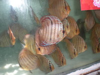 Discus For The Discerning.com now re open after another sucessful trip to Malaysia