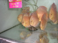 Discus For The Discerning.com now re open after another sucessful trip to Malaysia