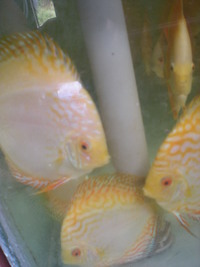 Discus For The Discerning.com now re open after another sucessful trip to Malaysia