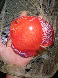 Discus For The Discerning.com now re open after another sucessful trip to Malaysia