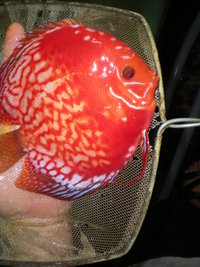 Discus For The Discerning.com now re open after another sucessful trip to Malaysia
