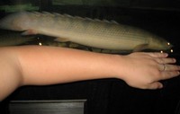 Saddled bichir or Red bichir £¨Polypterus endlicheri £© for sale