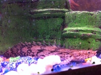 Saddled bichir or Red bichir £¨Polypterus endlicheri £© for sale