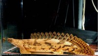 Saddled bichir or Red bichir £¨Polypterus endlicheri £© for sale