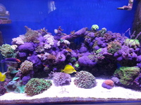 REEF SERIES CREE LED AQUARIUM LIGHTING FROM AQUADESIGN