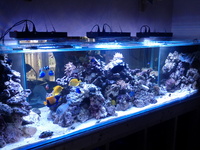 Building YOUR aquarium the way YOU want it