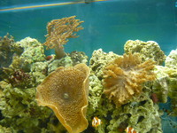 juwel rio 400 marine tank