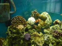 juwel rio 400 marine tank