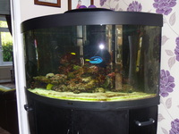 Complete Marine Set up including Equipment and Marine Fish