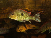 RESERVED-PENDING COLLECTION-0.5inch(2 cm) GEOPHAGUS SP.RED HEAD TAPAJOS x 20---£4 each or 2 for £7 or 5 for £17in Leeds