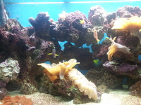 Full Marine set up