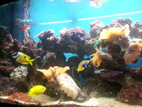 Full Marine set up