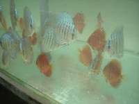 Discus For The Discerning.com now re open after another sucessful trip to Malaysia