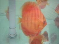 Discus For The Discerning.com now re open after another sucessful trip to Malaysia