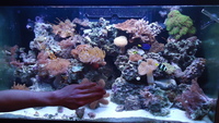 MARINE AQUARIUM RED SEA MAX 250