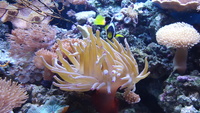 MARINE AQUARIUM RED SEA MAX 250