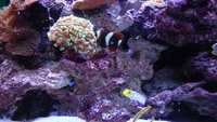 aqua roche ceramic