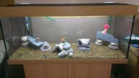 4ft fish tank still got