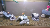 4ft fish tank still got