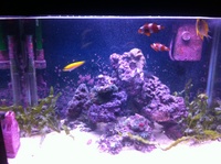 Mature marine setup for sale