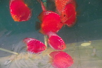 Discus For The Discerning.com now re open after another sucessful trip to Malaysia