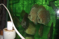 Discus For The Discerning.com now re open after another sucessful trip to Malaysia