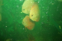 Discus For The Discerning.com now re open after another sucessful trip to Malaysia
