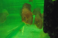 Discus For The Discerning.com now re open after another sucessful trip to Malaysia
