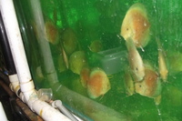 Discus For The Discerning.com now re open after another sucessful trip to Malaysia
