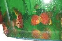 Discus For The Discerning.com now re open after another sucessful trip to Malaysia