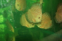 Discus For The Discerning.com now re open after another sucessful trip to Malaysia