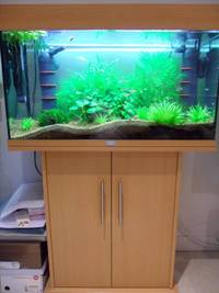 Juwel Rio 125 - Planted Tropical Tank Complete Set Up with Livestock