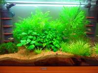 Juwel Rio 125 - Planted Tropical Tank Complete Set Up with Livestock