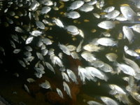 OREOCHROMIS MOSSAMBICUS (Fingerlings) live over night delivery to uk