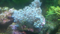 Red Sea Pulsing Xenia coral not a frag £25 in Castleford.